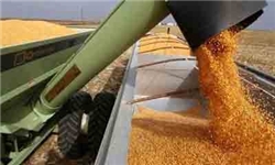76هزار تن گندم تضمینی از کشاورزان خریداری شد