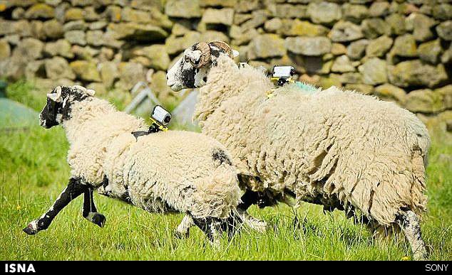 افزایش سرعت اینترنت با استفاده از گوسفندها! +عکس