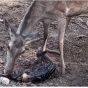 تولد دو گوساله مرال در پناهگاه حیات وحش سمسکنده ساری